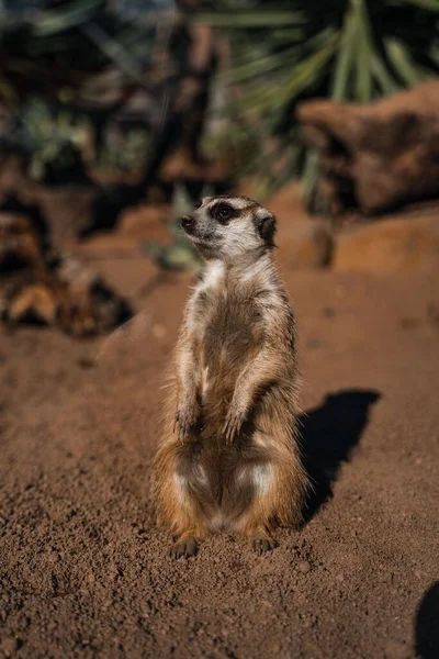 Egy Függőleges Közeli Felvétel Egy Meerkat Ről Földön — Stock Fotó