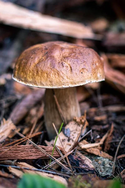 Vertical Shot Mushroom Plant Blurred Background — Stock Photo, Image
