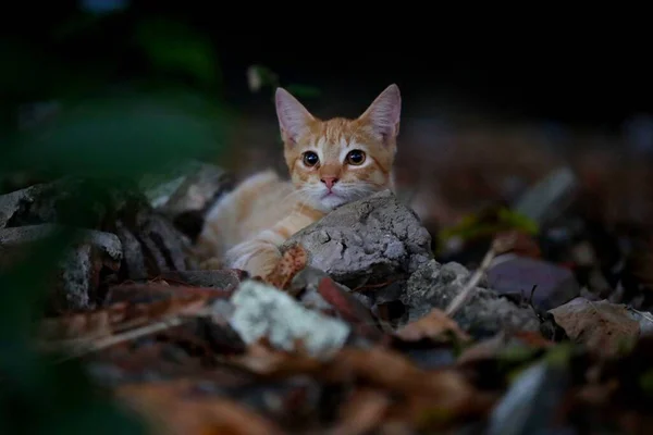 Ένα Μωρό Tabby Γάτα Στηρίζεται Στα Φύλλα Κοιτάζοντας Την Κάμερα — Φωτογραφία Αρχείου