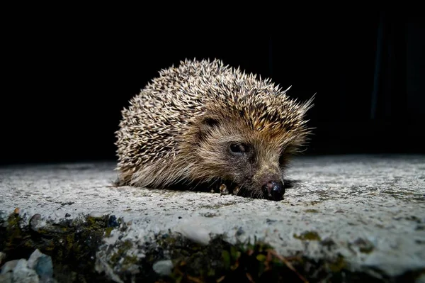 West European Hedgehog Wild Mammal Erinaceus Europaeus — Stock Photo, Image