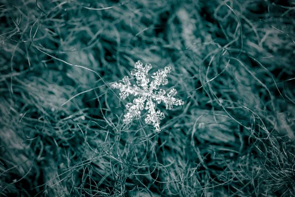 Макро Снимок Снежинки Зеленых Растениях Снятый Монохромных Цветах — стоковое фото
