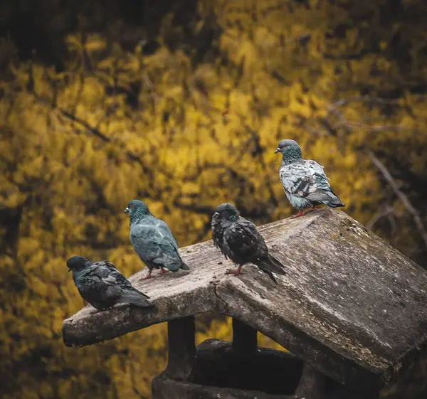 Closeup Shot Perched Pigeons — Stock Photo, Image