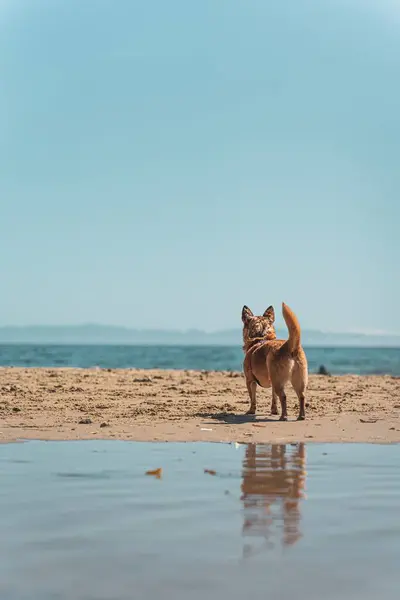 Bir Köpek Kumsalında Ufka Tepeden Bakan Küçük Bir Köpeğin Dikey — Stok fotoğraf