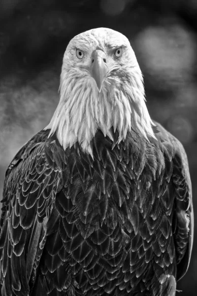 Monochrome Portrait Bald Eagle Portrait Weisskopfseeadler — Stock Photo, Image