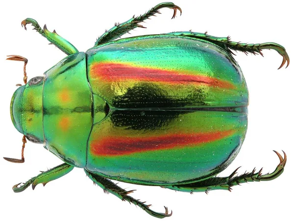 Güzel mücevher eşarpları koleksiyonu..