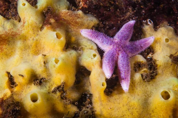 A macro shot of purple starfish on a sponge underwater in the Baltic sea, Germany