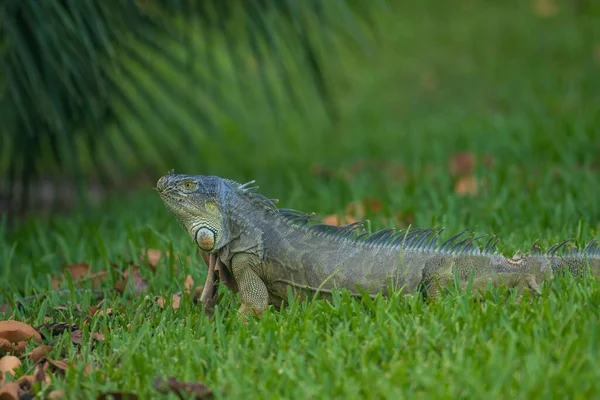 Tiro Perto Uma Iguana Sentada Grama — Fotografia de Stock