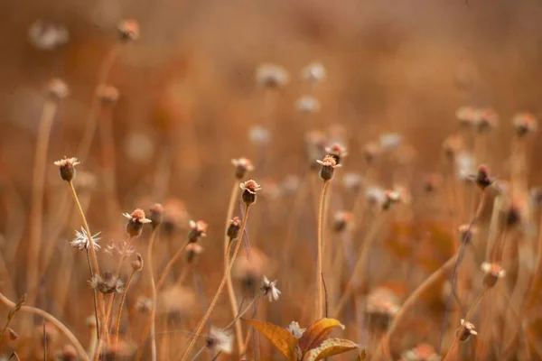 Zbliżenie Ujęcie Małych Dzikich Kwiatów Polu Rozmytym Tle — Zdjęcie stockowe
