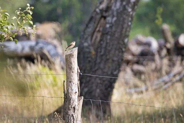 Una Vista Panorámica Pequeño Pájaro Posado Una Superficie Madera Parque — Foto de Stock