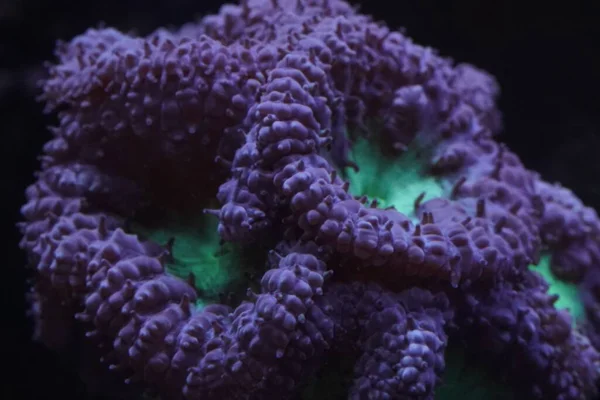 Yeşil Mor Bir Blastomussa Mercanından Yakın Çekim — Stok fotoğraf