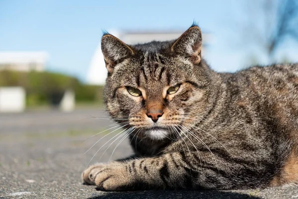 Zbliżenie Tabby Kota Leżącego Drodze Zewnątrz Słoneczny Dzień — Zdjęcie stockowe