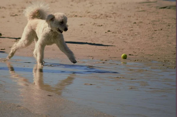 Closeup Poodle Running Playing Ball Sandy Beach Sea Waves Sunlight — Stock Photo, Image