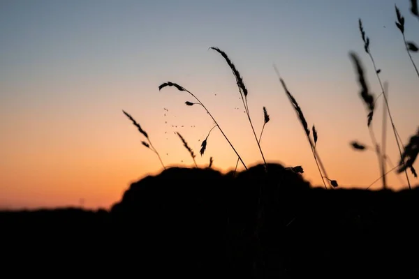 Weizenhalm Vor Einem Sonnenuntergang Ist Ein Silhouettenbild — Stockfoto