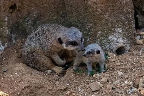 Erdmännchen Selbstmörder Mutter Und Baby Sand — Stockfoto