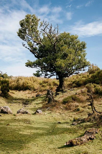 Portekiz Madeira Adası Fanal Ormanı Ndaki Defne Ağacının Dikey Görüntüsü — Stok fotoğraf