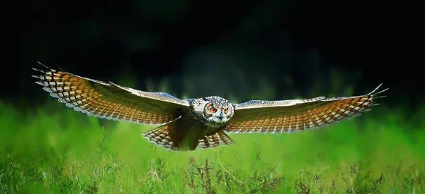 一种欧亚大陆鹰猫头鹰 Bubo Bubo 在草地上低空飞行 — 图库照片