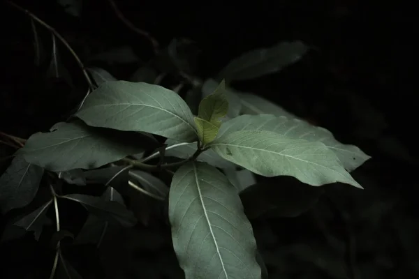 暗い背景を持つ緑の植物の閉鎖 — ストック写真