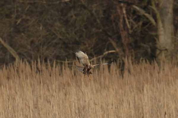 Western Marsh Harrier Circus Aeruginosus Flight — Stock Photo, Image