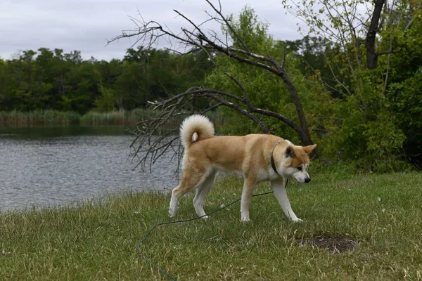 Japoński Pies Akita Inu Stojący Trawie Parku Słoneczny Dzień — Zdjęcie stockowe