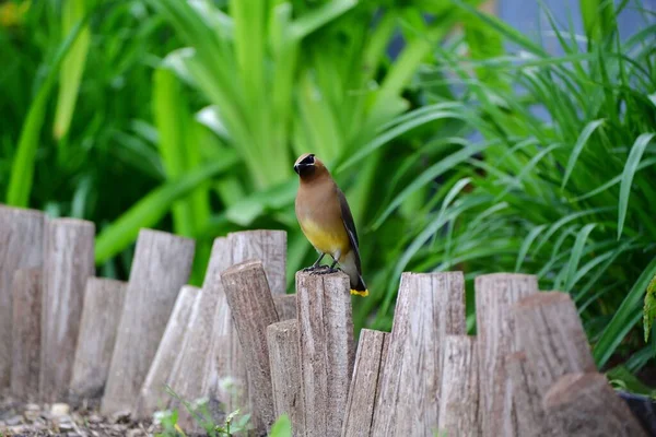 Ένα Αξιολάτρευτο Cedar Waxwing Σκαρφαλωμένο Μικρό Ξύλινο Φράχτη Στο Πάρκο — Φωτογραφία Αρχείου