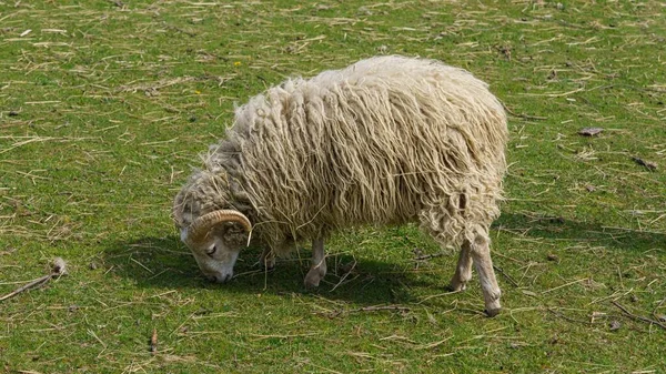 Een Schattig Schaap Zoo Tabor Tsjechie — Stockfoto