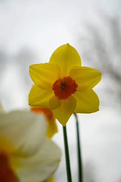 Bulanık Arkaplanlı Turuncu Dikenli Sarı Bir Çiçeğin Dikey Görüntüsü — Stok fotoğraf