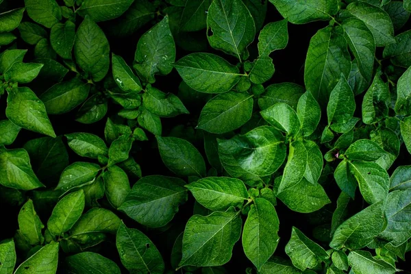 Detailní Záběr Zelené Listy Rostliny — Stock fotografie