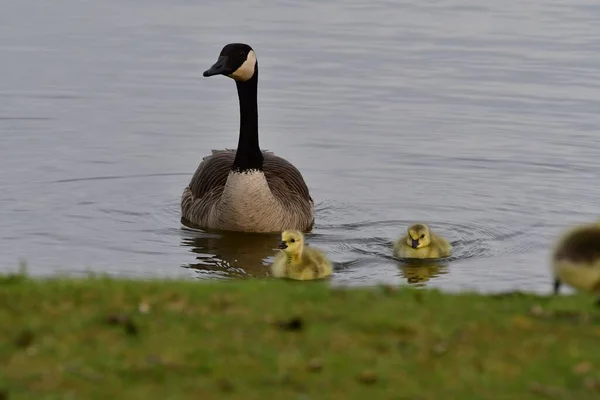 Mother Canada Goose Its Goslings Swimming Lake Shore — Stock Photo, Image