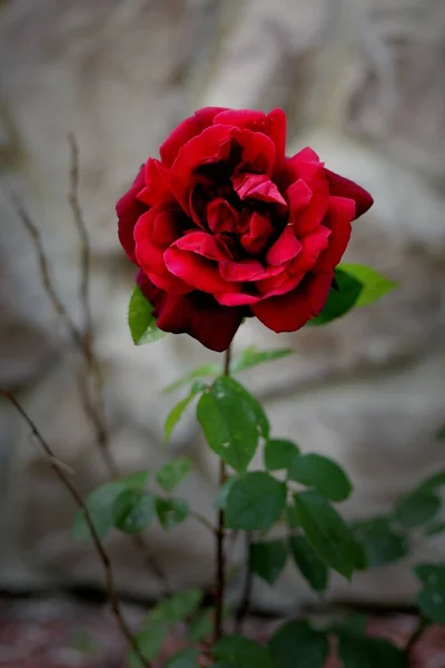 Uma Única Rosa Vermelha Jardim Com Fundo Escuro — Fotografia de Stock