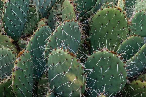 Kłujące Kaktusy Gruszkowe Podnóża Gór Sandia Elena Gallegos Open Space — Zdjęcie stockowe