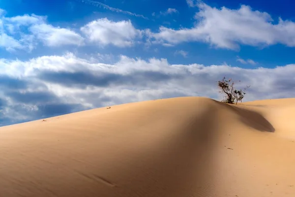 Beau Cliché Arbre Sec Dans Les Sables Désert — Photo