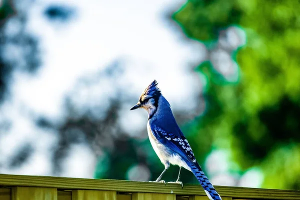 在模糊的背景下 一只蓝鸟栖息在栅栏上的特写镜头 — 图库照片