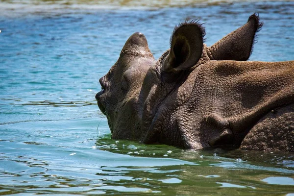 Gros Plan Rhinocéros Dans Rivière — Photo