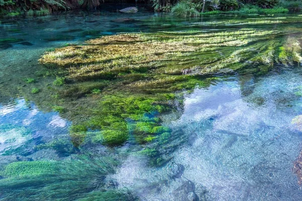 Beautiful Landscape Blue Spring Putaruru North Island New Zealand — Stock Photo, Image