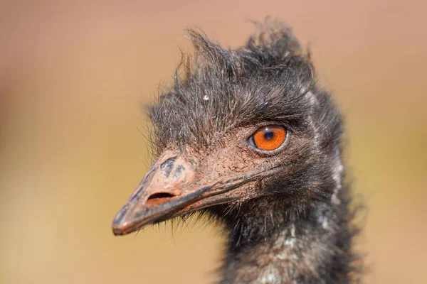 Primer Plano Pájaro Emu —  Fotos de Stock
