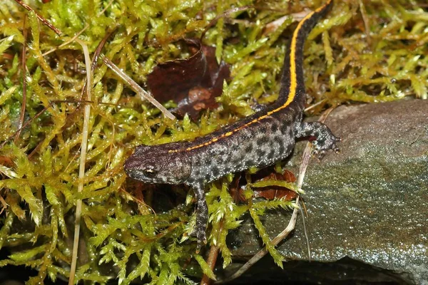 Closeup Colorful Grey Spotted Juvenile Balkan Crested Newt Triturus Ivanbureschi — Stock Photo, Image