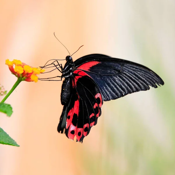 Primer Plano Mormón Rojo Sentado Una Flor —  Fotos de Stock