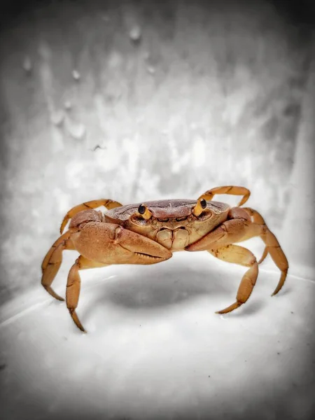 Crab Gray Background — Stock Photo, Image