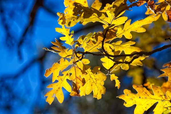 Sluitingen Van Gele Eikenbladeren Herfst — Stockfoto