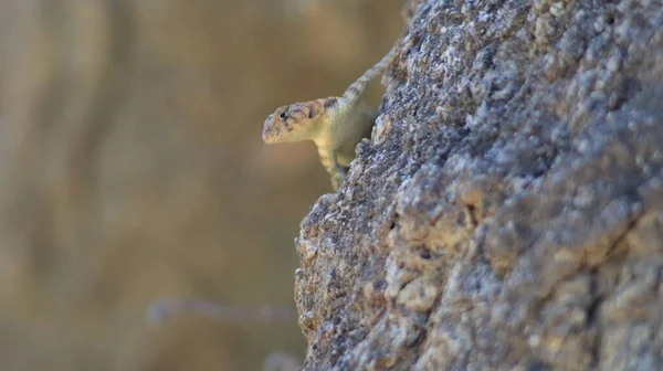 Bir Kayanın Kenarındaki Kertenkelenin Yumuşak Odağı — Stok fotoğraf