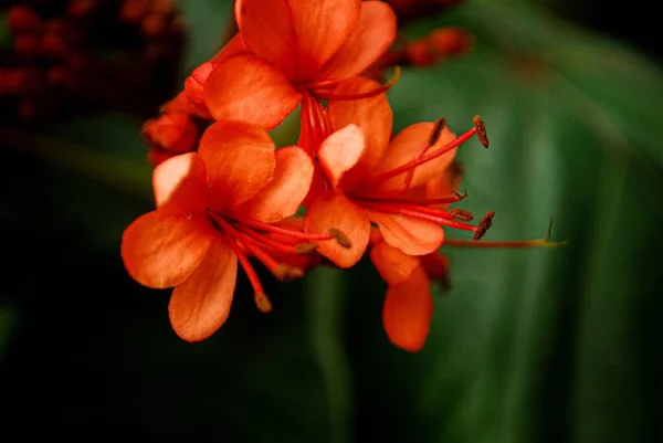 Tiro Close Flores Alaranjadas Brilhantes Rhododendron Florescendo — Fotografia de Stock