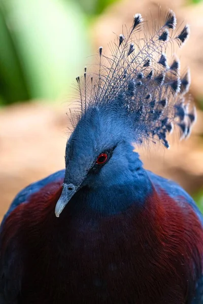 Tiro Vertical Pombo Coroado Vitoriano Pombo Grande Azul Com Cristas — Fotografia de Stock