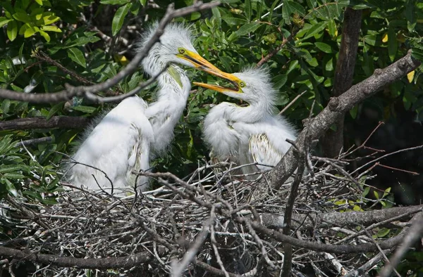 Great White Heron Chicks Nest Sunny Day — Stock Photo, Image
