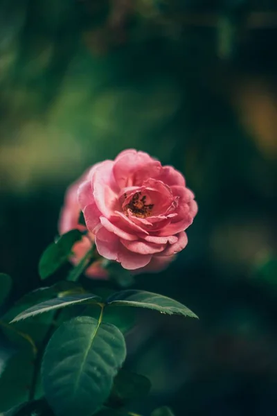 Вертикальный Снимок Розовой Розы Цветущей Саду — стоковое фото