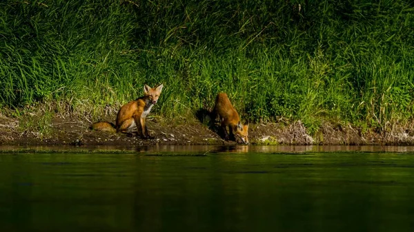 Dvě Roztomilé Červené Lišky Pití Řeky Missouri — Stock fotografie