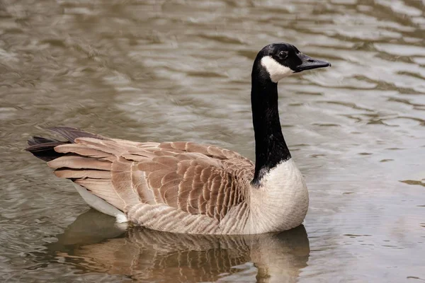 Gölde Yüzen Bir Kanada Kazı Branta Canadensis Yakın Plan Çekimi — Stok fotoğraf