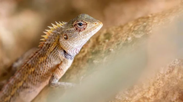 Gros Plan Lézard Brun Pointu Sur Rocher — Photo