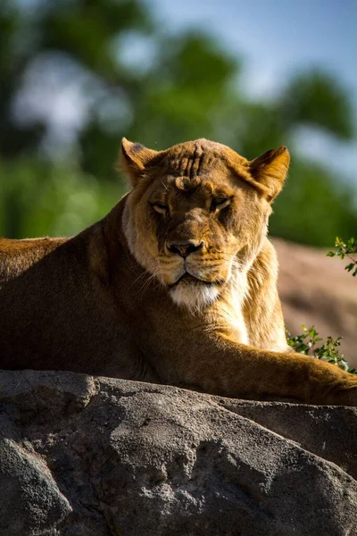 Close Vertical Uma Leoa Selvagem Panthera Leo Descansando Sobre Rocha — Fotografia de Stock