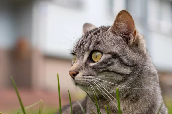 Eine Nahaufnahme Einer Gestreiften Katze Mit Grünen Augen Die Auf — Stockfoto