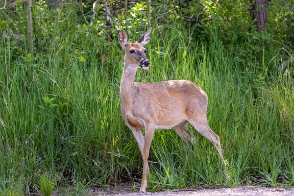 Doe Gör Försiktigt Ett Framträdande Black Hills South Dakota — Stockfoto